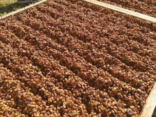 What's the relationship between honey treatment and semi-sun treatment? What is the reason for the invention of semi-solarization.