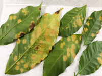 What disease is it easy to get from coffee trees? The introduction of coffee leaf rust, what kind of bug will eat coffee fruit?