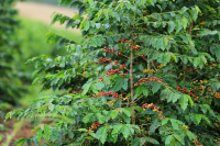 Top ten coffee beans in the world, the most expensive and best coffee ranked first, which brand of coffee is the best to drink and the most famous