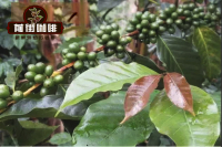 What are the kinds of Arabica beans how to distinguish Arabica from Rosa Bourbon and Ironpika Coffee beans