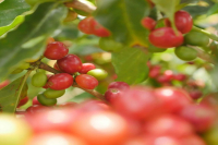 What is the rich flavor of Tanzanian coffee? difference between Tanzanian pea and lentil coffee