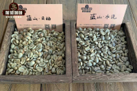 Which brand of Blue Mountain coffee beans is good? Blue Mountain Coffee Bean Variety Introduction, Blue Mountain Coffee is the brand of which country?