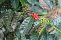 What is geisha coffee? The past life and present life of the flavor discovery of Panamanian rose summer coffee bean varieties.
