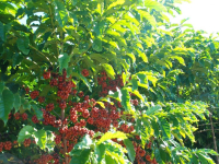Flavor characteristics of Coffee beans in Hilado, Brazil; suggestion on water temperature ratio parameters of hand-brewing Brazilian coffee
