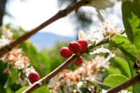 The difference of Rose Summer Coffee Bean Grade-what is the biggest difference between Red Standard Rose Summer and Green Standard Rose Summer in Jade Manor