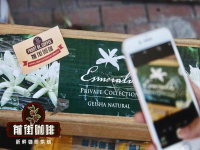 Rose Summer Coffee or Blue Mountain Coffee Which is better Panama Rose Summer Coffee Bean Flavor Taste Characteristics