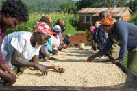 Aromatic African coffee| Kenya's coffee culture and historical production area