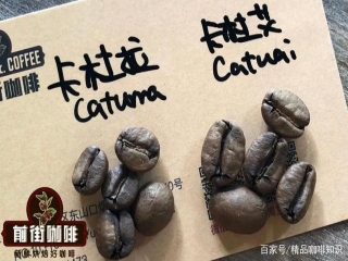 Complete Collection of Coffee theoretical knowledge | where do novice coffee lovers learn coffee knowledge on the basis of zero? Learn coffee knowledge systematically and efficiently.