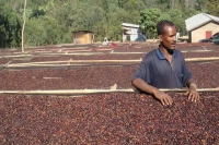 Ethiopian coffee bean grade introduction, why Ethiopian coffee beans are of different sizes?