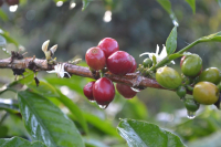 Introduction to Indonesian Fine Coffee beans-- Java Coffee producing area of Indonesian Arabica Coffee