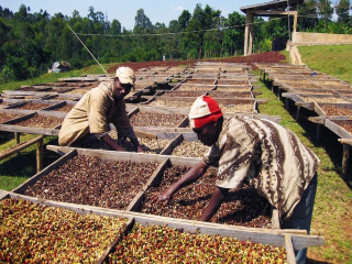 What's the difference between washed coffee and sun-cured coffee? which tastes better?