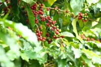 What are Arabica coffee beans? 100% pure Arabica single boutique coffee beans efficacy, flavor and taste characteristics