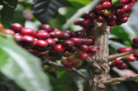 Information Flavor characteristics of Colombian Coffee producing area A brief introduction to FNC of Colombian Coffee producers Association