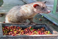 What is the special flavor of Kopi Luwak? what is the overall evaluation of the taste of Kopi Luwak?