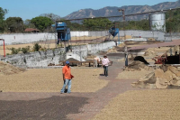 How did the Salvadoran coffee industry develop in Central America?