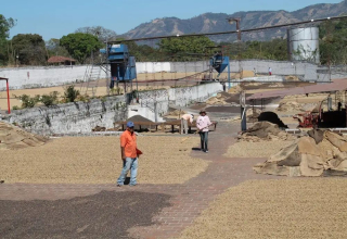 How did the Salvadoran coffee industry develop in Central America?