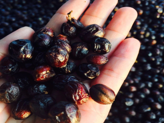 The difference between honey treatment and sun washing what is raisin honey treatment?