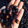 The difference between honey treatment and sun washing what is raisin honey treatment?