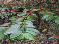 What is rosy summer? are Panamanian and Colombian coffee beans the same rosy summer?
