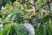 A special description of the flavor and taste of the historical story of Colombian coffee beans in Huilan coffee producing area of Colombia.