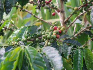 A special description of the flavor and taste of the historical story of Colombian coffee beans in Huilan coffee producing area of Colombia.