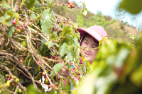 What is the flavor of coffee from the four major producing areas in Yunnan? Introduction to the characteristics of Katim Coffee varieties in Yunnan Province