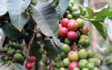 What coffee varieties are mainly grown in Kenya? What are the characteristics of SL28 and SL34 varieties