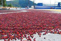How much is a cup of Panamanian Alida green roses in summer? rosy coffee beans hand-brewed parameter flavor description