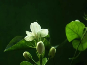 How to make jasmine cold extract coffee? Is the jasmine + latte good?