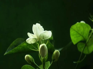 How to make jasmine cold extract coffee? Is the jasmine + latte good?