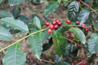 What are the types of fine coffee beans? what is the relationship between Arabica and iron pickup coffee beans?