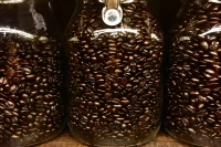 Is the oil from coffee beans not fresh? Is the oil leakage of coffee beans normal? How to brew so as not to be bitter?