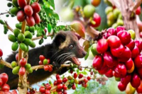 Vietnamese cat shit | introduction to how to brew Vietnamese Kopi Luwak _ which one of Vietnamese Kopi Luwak is authentic.
