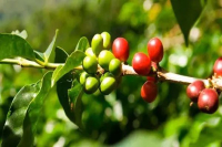 Fair Trade Organization cooperates with Satelligence to expand the scope of coffee production monitoring in response to EU regulations