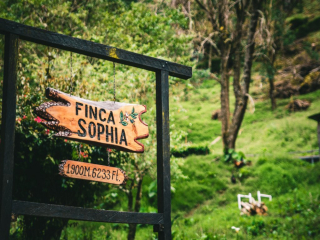 Sofia Manor background its most expensive super summer boutique coffee beans taste and flavor characteristics