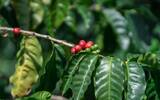 What kind of coffee is Coffee Queen? What kind of beans does Kona coffee belong to? Arabica, the queen of global coffee