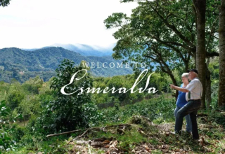 Does Rose Summer choose Blue, Green or Red? Detailed explanation of Rose Summer Coffee plots and Classification in Panamanian Jade Manor