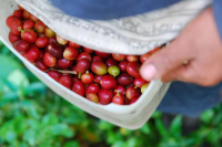 What's the difference between Arabica coffee beans and iron pickup coffee beans? What are iron pickup coffee beans?