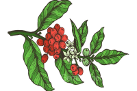 Are arabica coffee beans American black coffee? where does Arabica coffee beans come from?