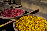 Flavor characteristics of Yellow Bourbon Coffee beans in Queen Manor of Brazil Arabica Fine Coffee Bean planting area
