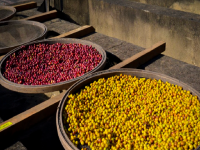 Flavor characteristics of Yellow Bourbon Coffee beans in Queen Manor of Brazil Arabica Fine Coffee Bean planting area