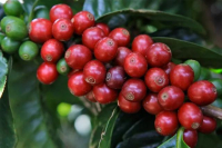 Liberica Coffee Bean knowledge: the characteristics of Liberian Coffee beans of the three original species of Coffee beans