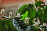 How do you get the flower and fruit aroma of coffee? Description of aroma characteristics of coffee flowers