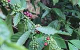 A number of countries have reported an increase in coffee production and a good performance in coffee exports