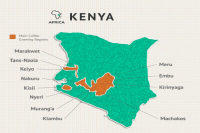 Kenya AA | Kenya Coffee Flavor Classification Standard Kenyan Coffee K72 washing method