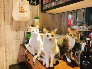 How cruel! The animal coffee shop was jointly signed and stopped!