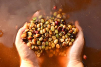 Introduction to the characteristics and Flavor of Coffee beans by anaerobic fermentation