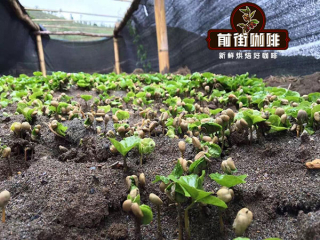 Flavor characteristics of Yunnan small Coffee beans describe the Brand Story of Yunnan Coffee Bean producing area in Qianjie
