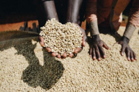 Flavor and taste characteristics of Ethiopian coffee beans is coffee beans expensive in Yega Xuefei producing area? is it good?