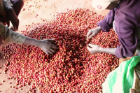 How about Kenyan AA coffee? Flavor and taste characteristics of Kenyan coffee beans